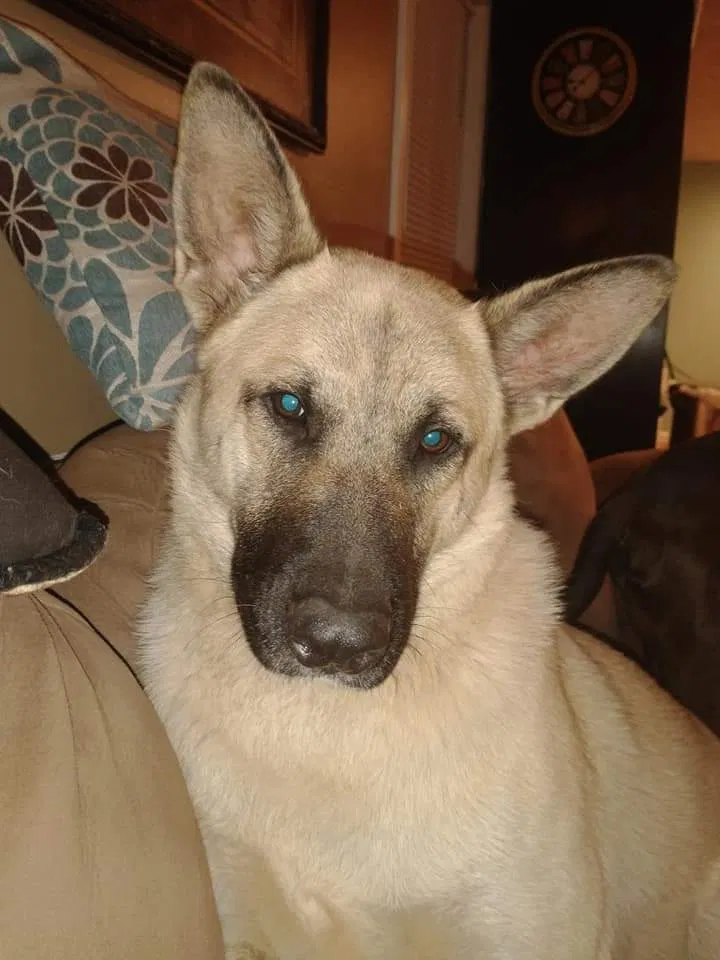 Lost dog in Abbeville, SC, 29620