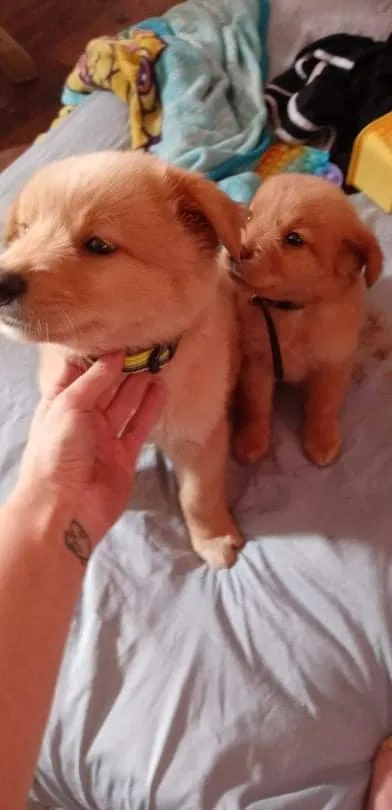 Lost dog in Greenville, SC, 29617