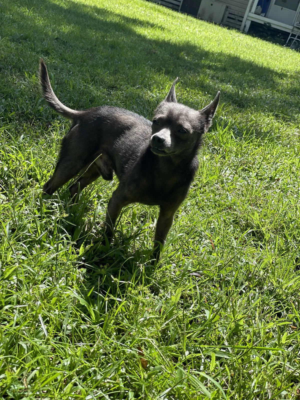 Lost dog in Wesley Chapel, FL, 33543