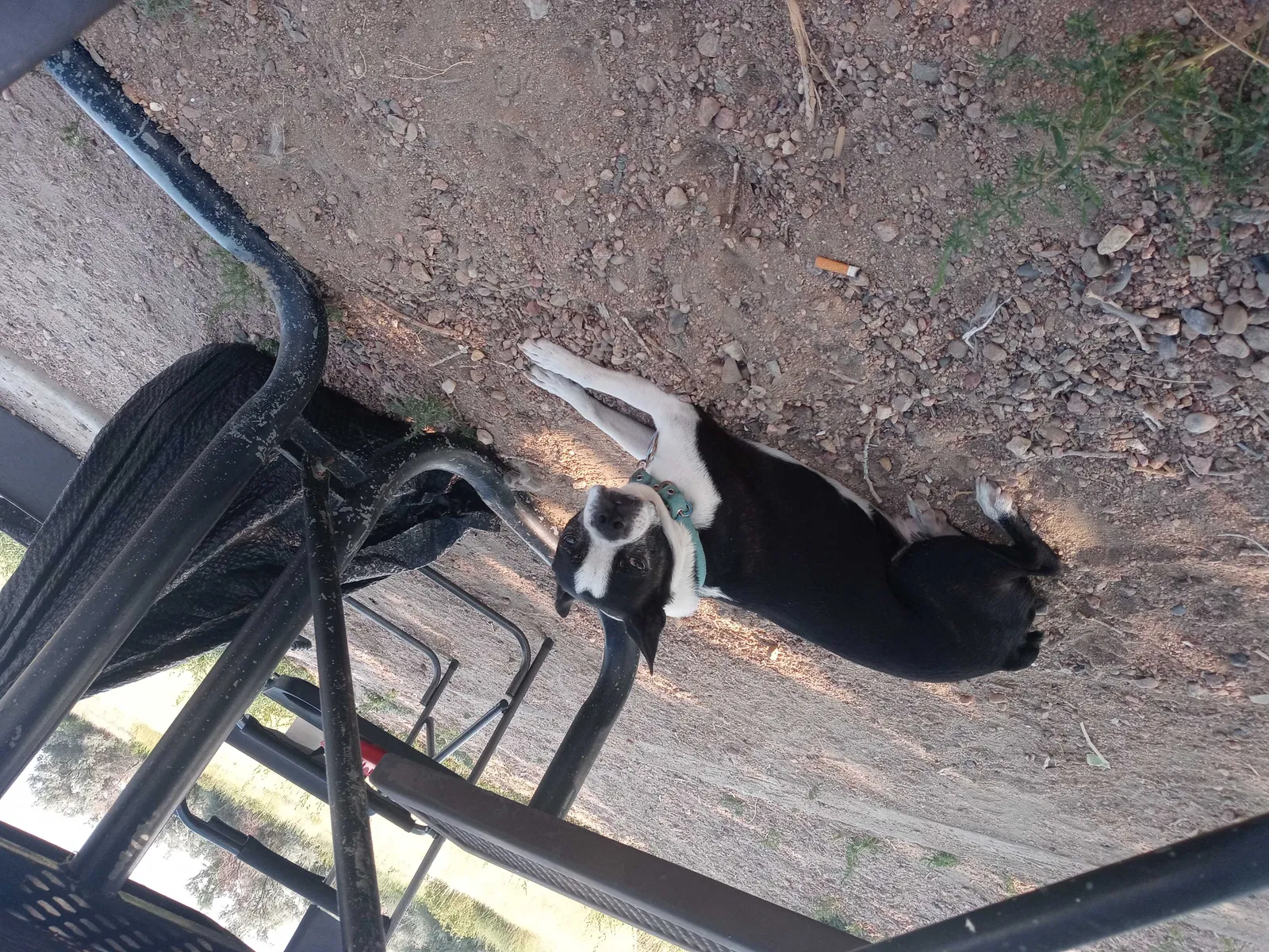 Lost dog in Denver, CO, 80229
