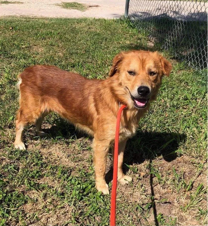 Lost dog in Plano, TX, 75023
