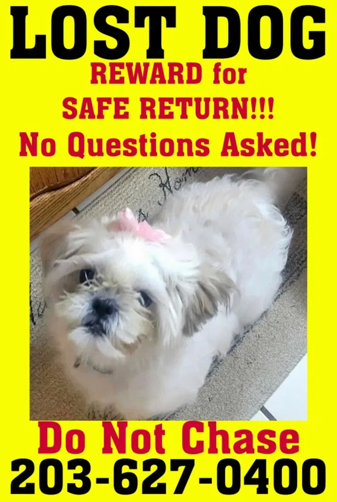 Lost dog in New Haven, CT, 6513