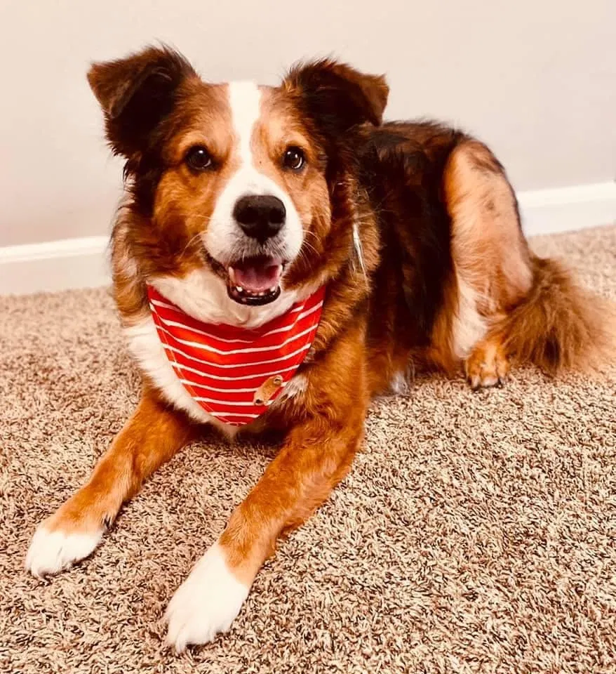Lost dog in Hanahan, SC, 29410