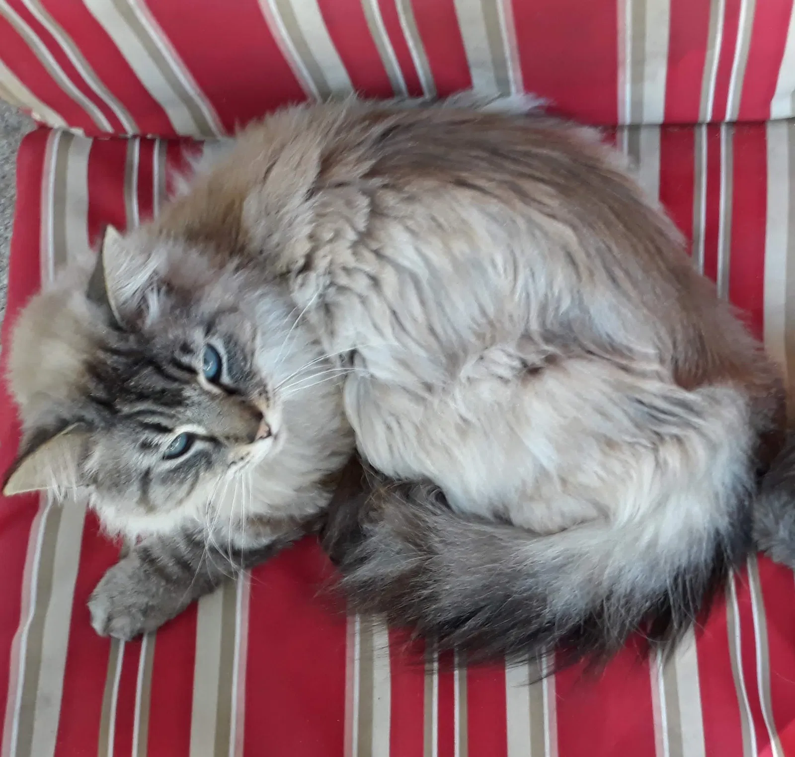 Lost cat in Folsom, CA, 95630