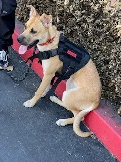 Lost dog in Pomona, CA, 91768