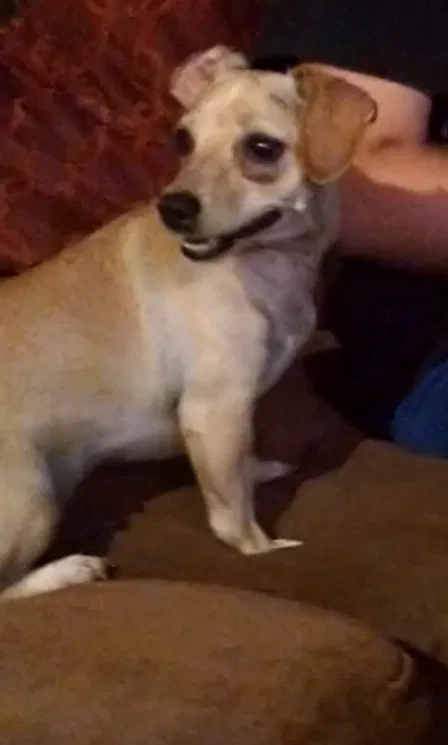 Lost dog in Dalton, GA, 30721