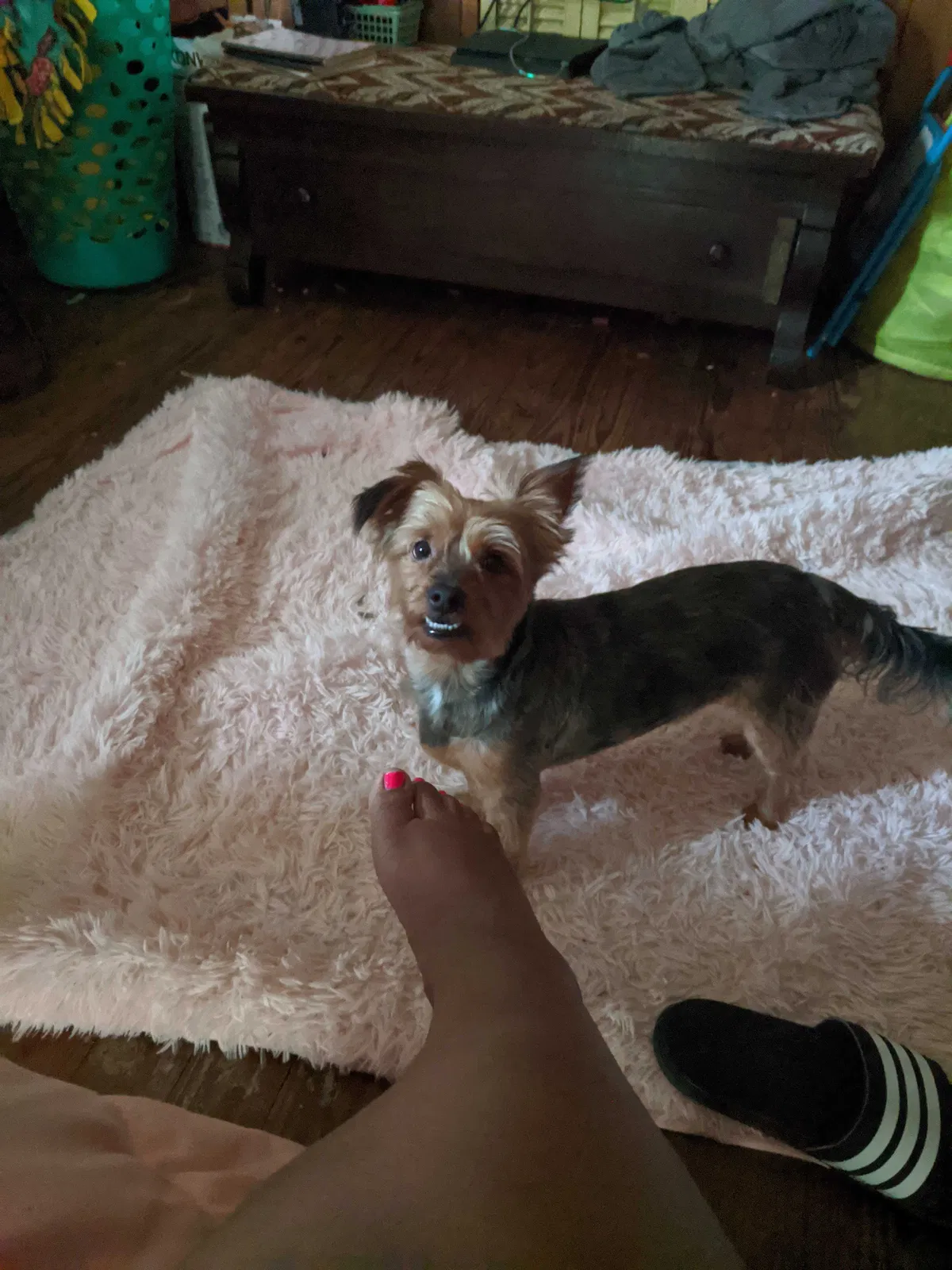 Lost dog in Beaumont, TX, 77701