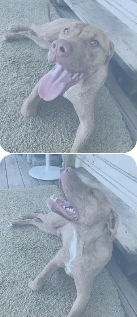 Lost dog in New Iberia, LA, 70560