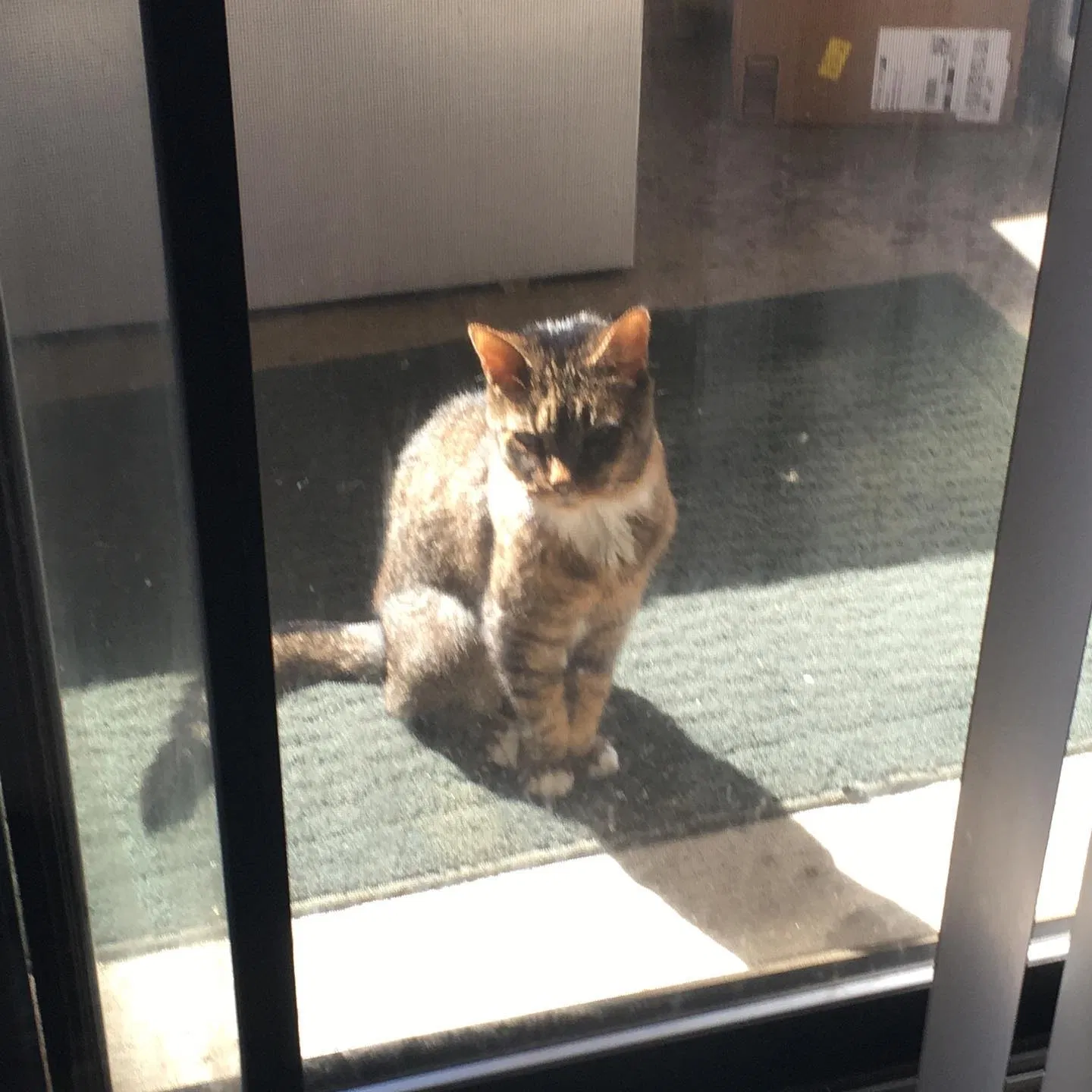Lost cat in Denver, CO, 80237