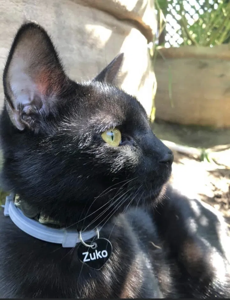 Lost cat in Watsonville, CA, 95076