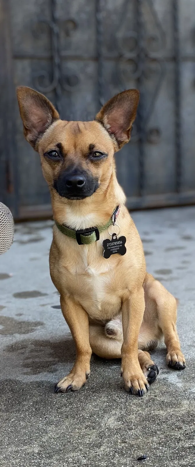 Lost dog in Los Angeles, CA, 90006