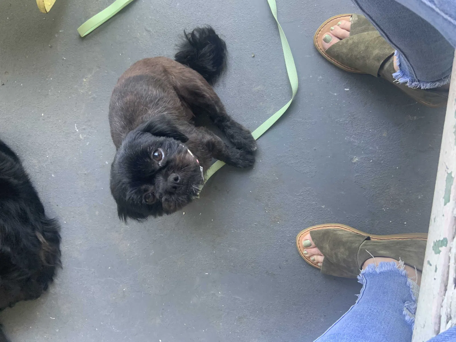 Lost dog in Temple, TX, 76501