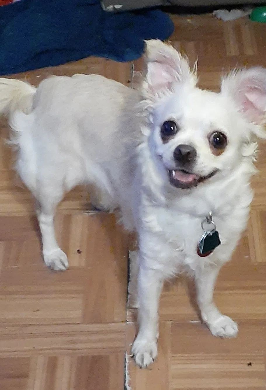 Lost dog in Nashua, NH, 3060