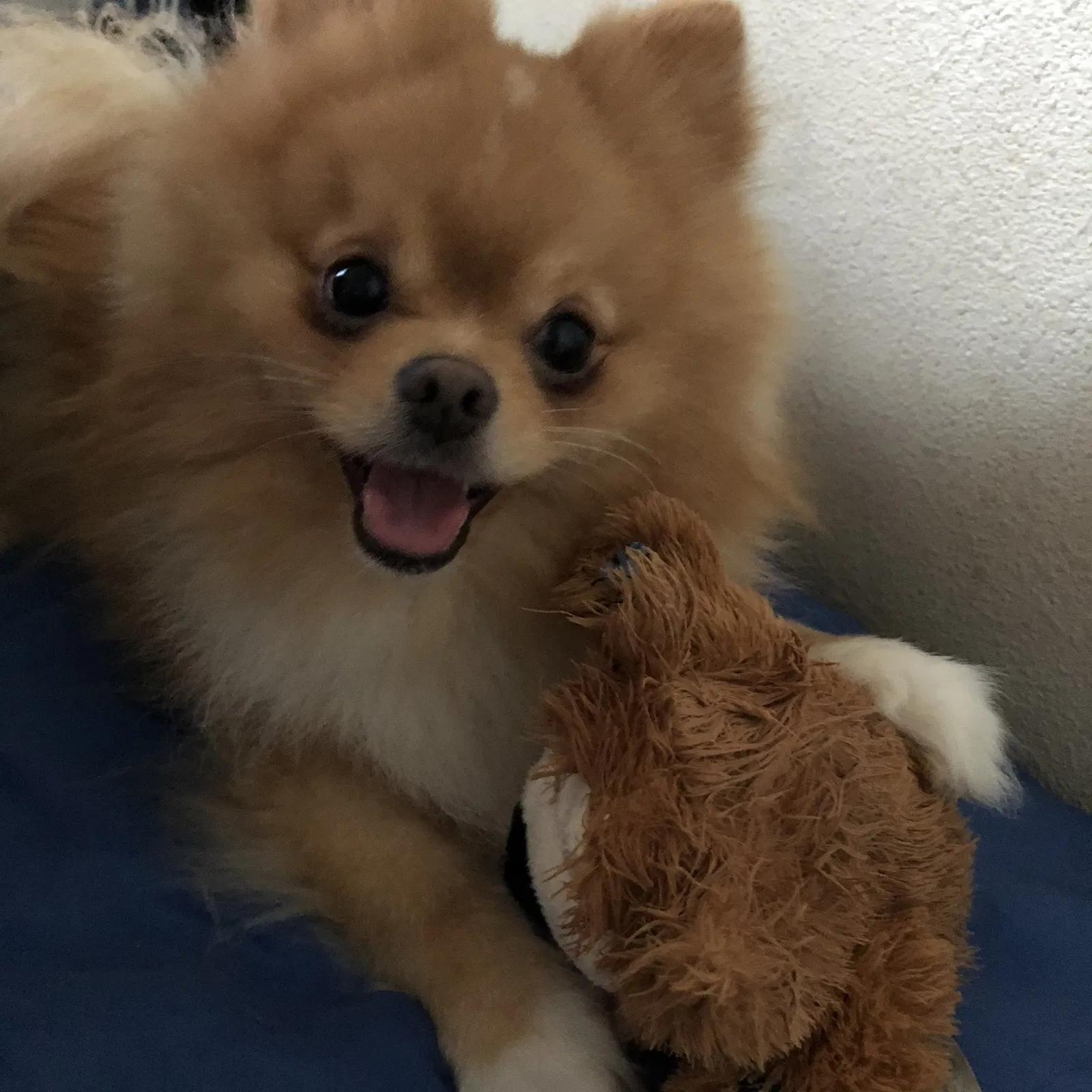 Lost dog in Sacramento, CA, 95833