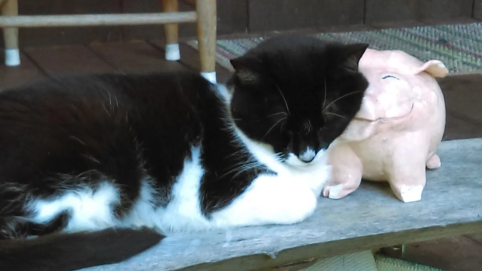 Lost cat in Poplarville, MS, 39470