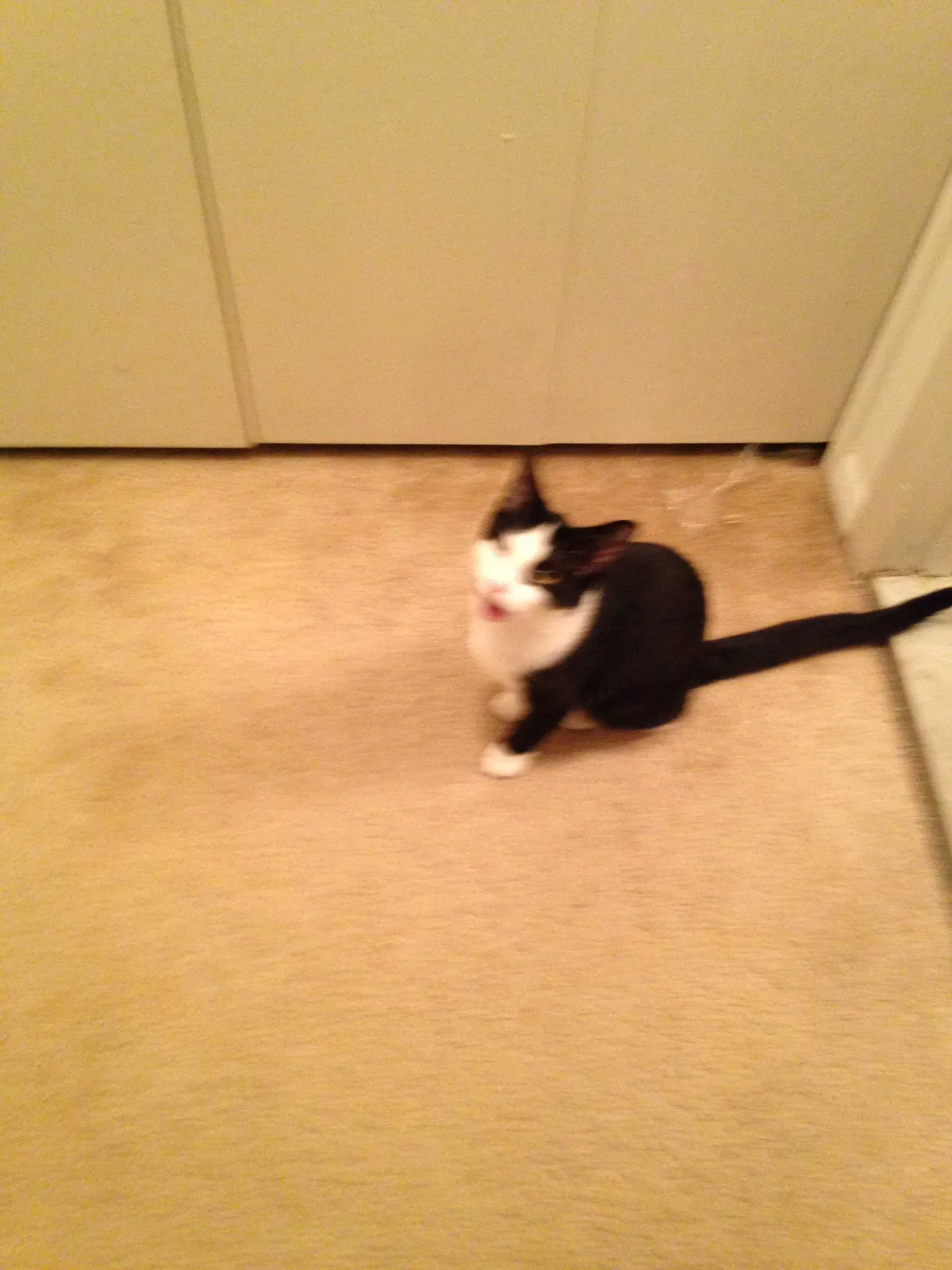 Lost cat in Howell, MI, 48843
