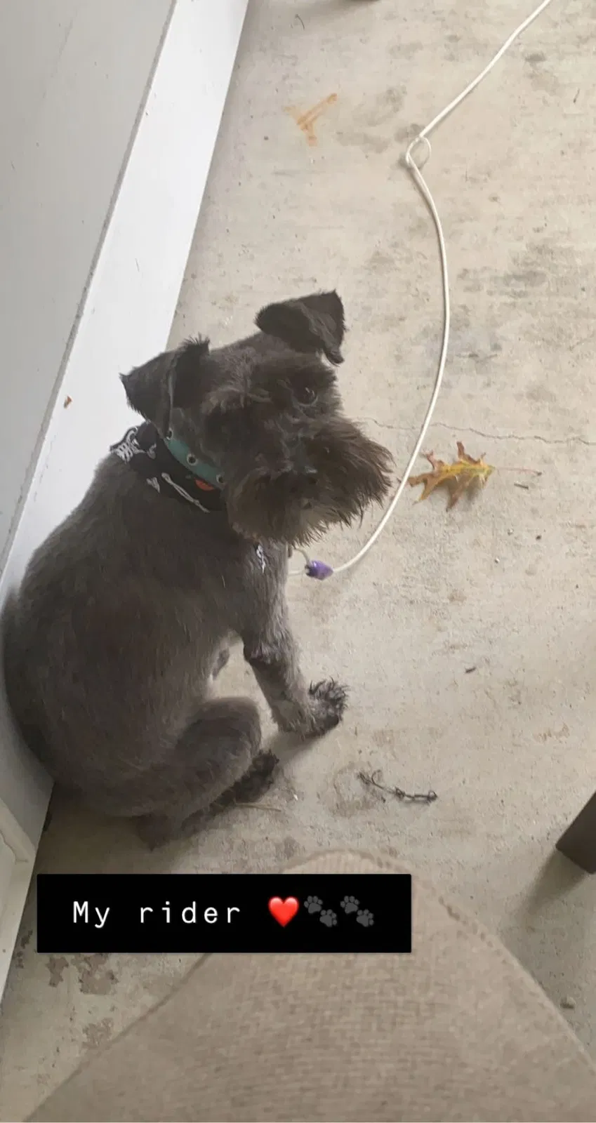 Lost dog in Lafayette, LA, 70501