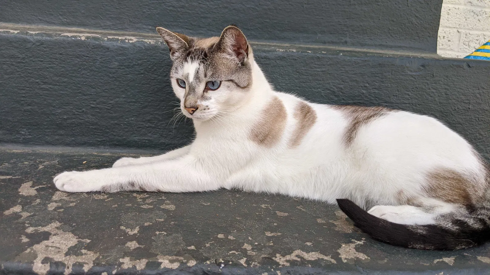 Lost cat in New Orleans, LA, 70130