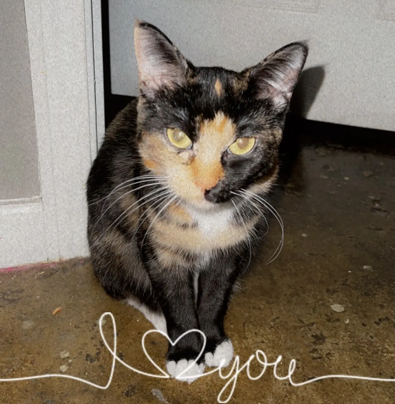 Lost cat in Kansas City, MO, 64128