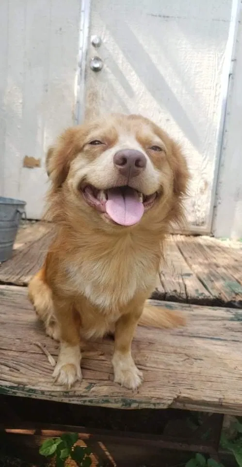 Lost dog in Longview, TX, 75606