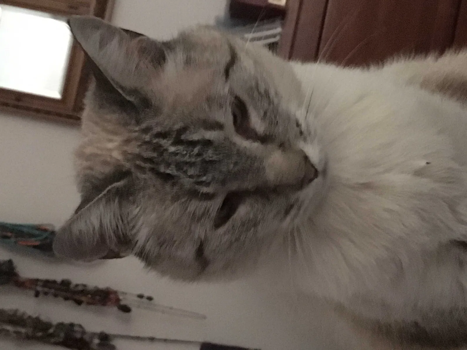 Lost cat in Santa Fe, NM, 87505