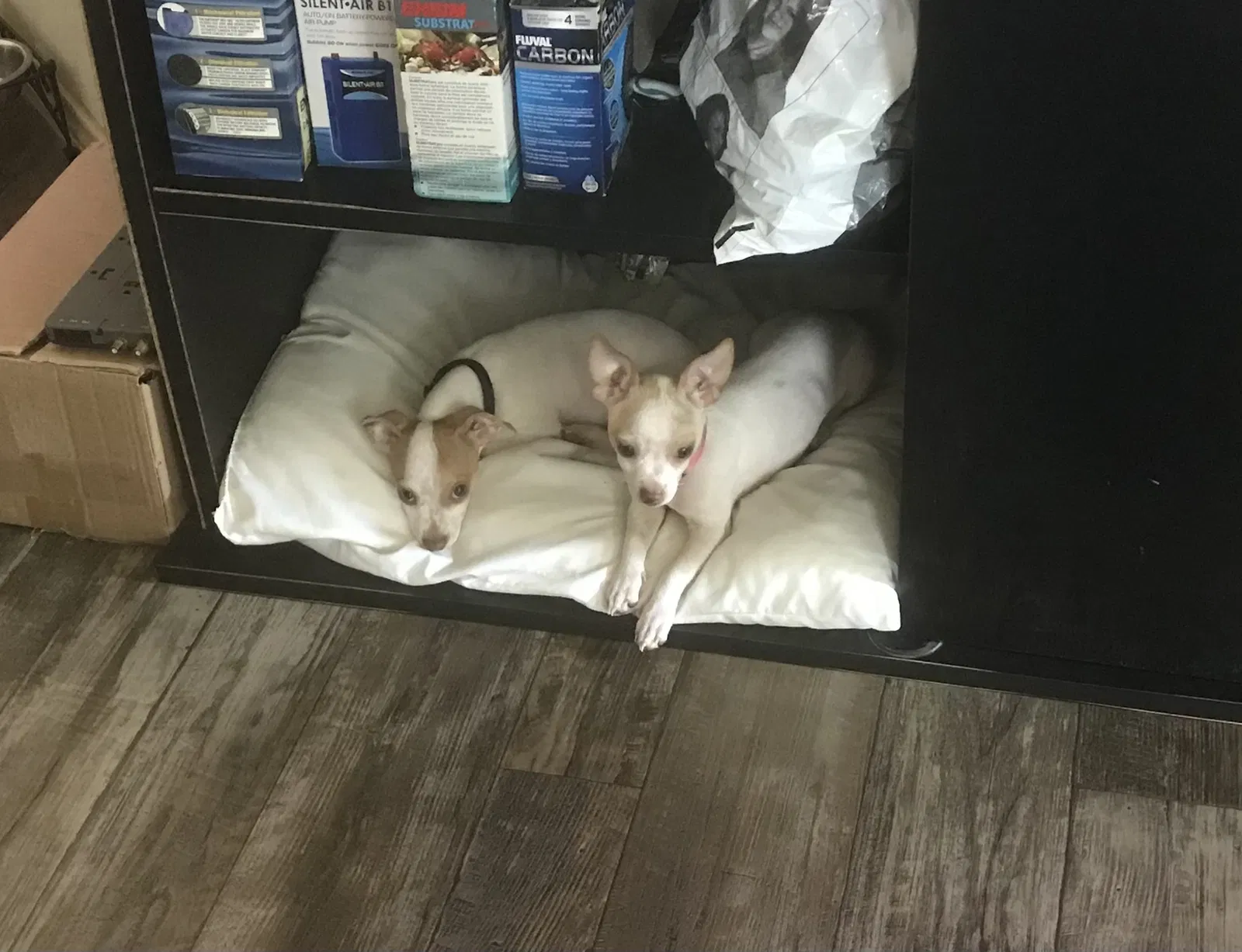 Lost dog in Katy, TX, 77449