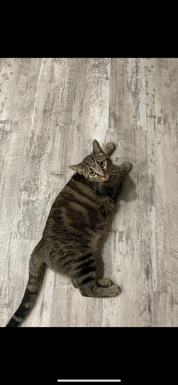 Lost cat in Allen, TX, 75002