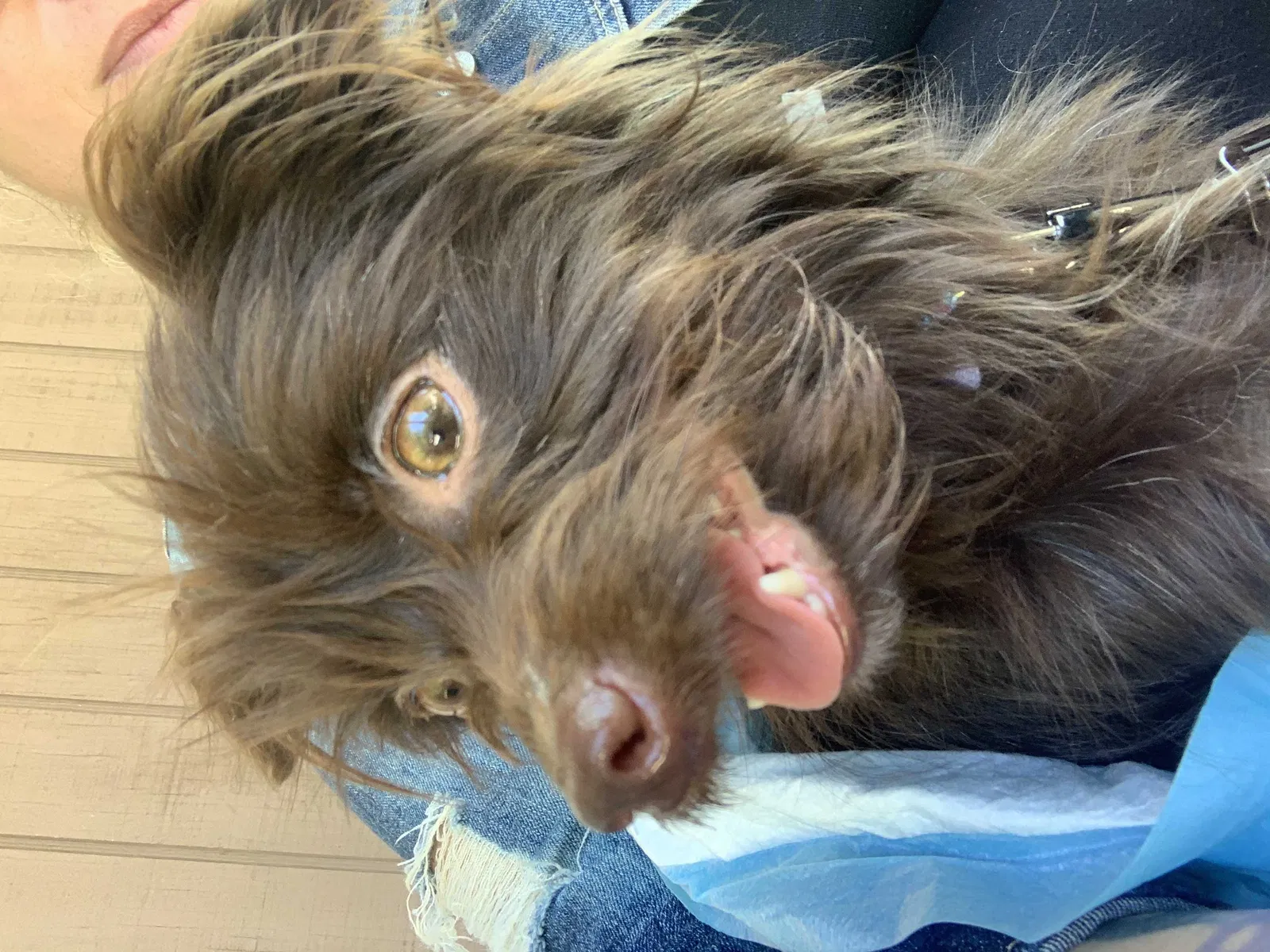 Lost dog in Alpine, CA, 91901