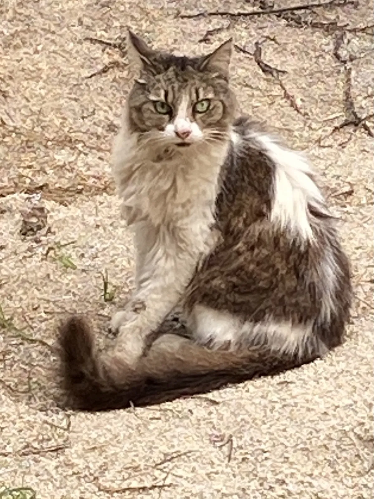 Lost cat in Pompano Beach, FL, 33067
