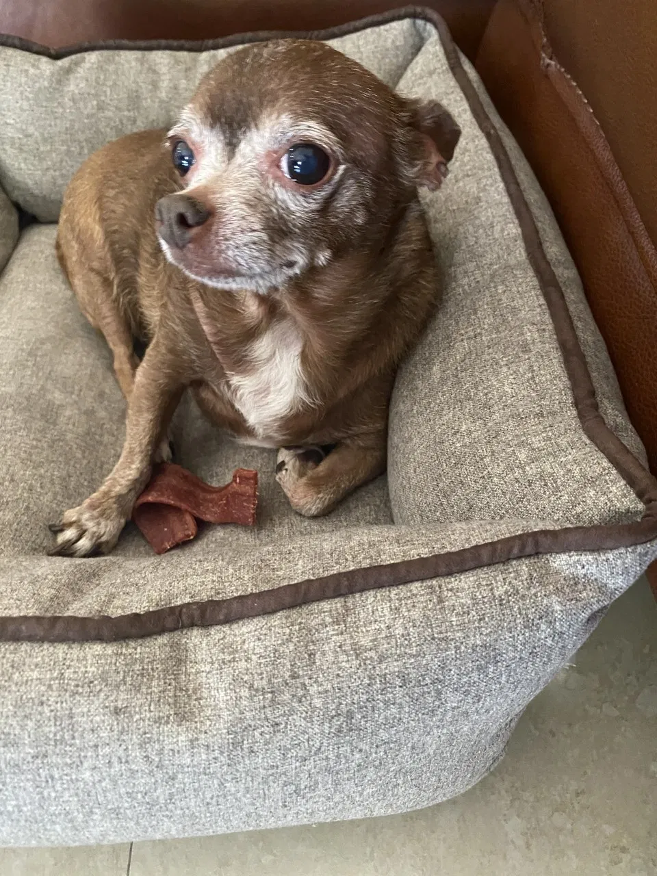 Lost dog in Miami, FL, 33173