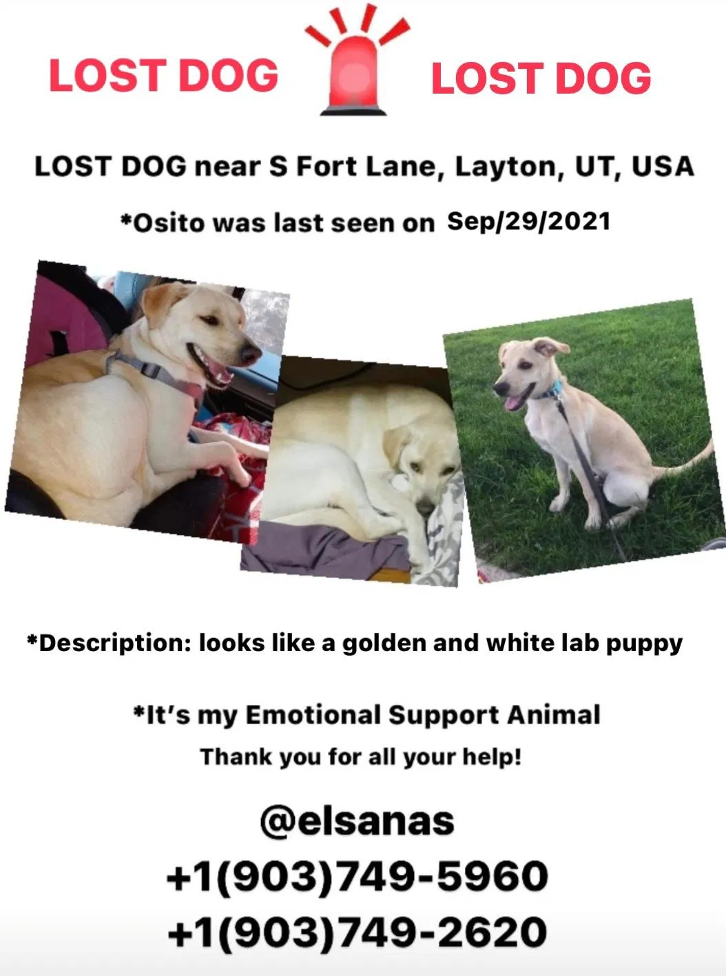 Lost dog in Layton, UT, 84041