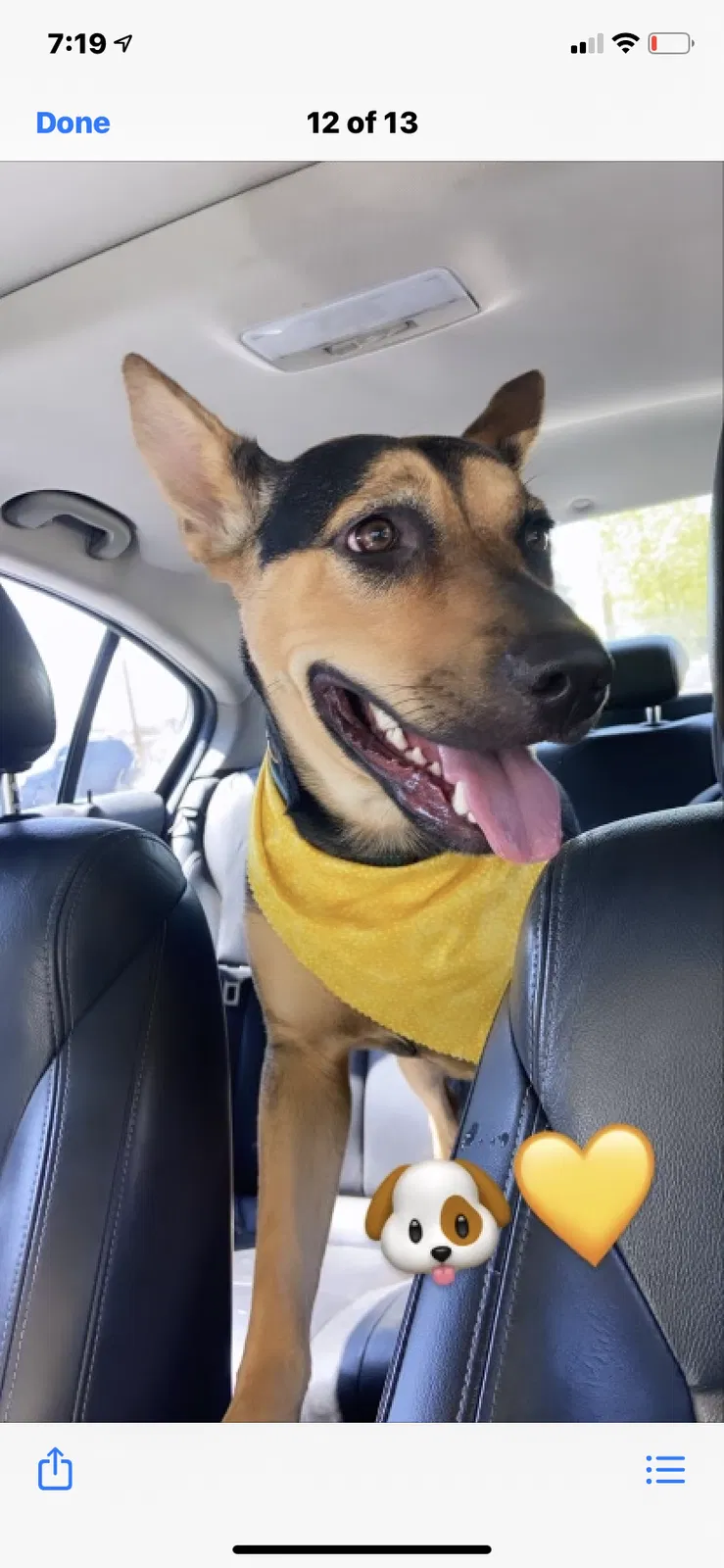 Lost dog in Bakersfield, CA, 93312