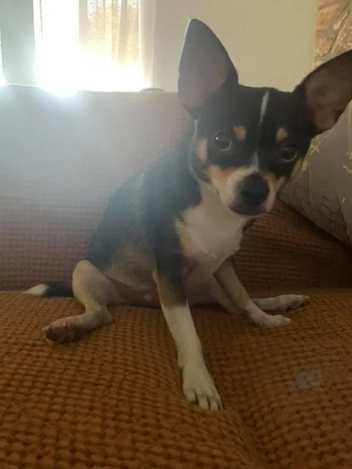 Lost dog in Round Rock, TX, 78664