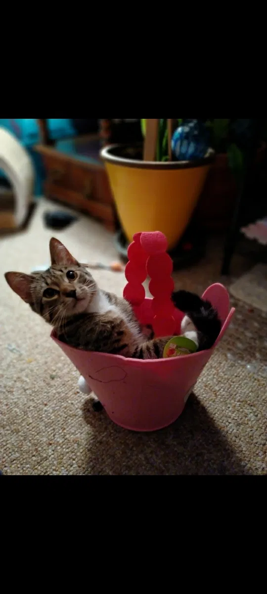Lost cat in Saint Paul, MN, 55109