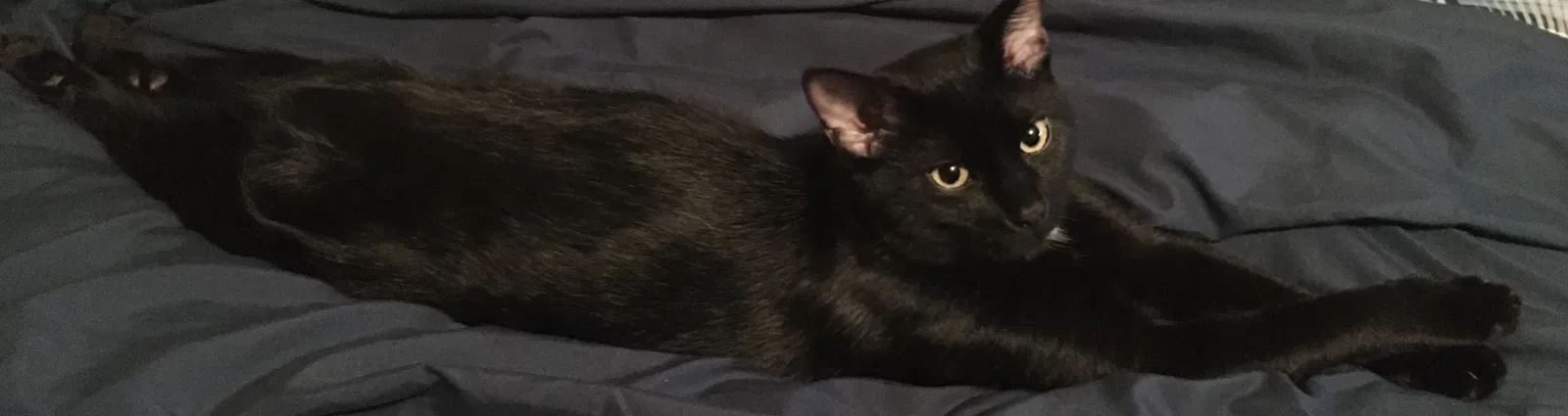 Lost cat in Minneapolis, MN, 55432