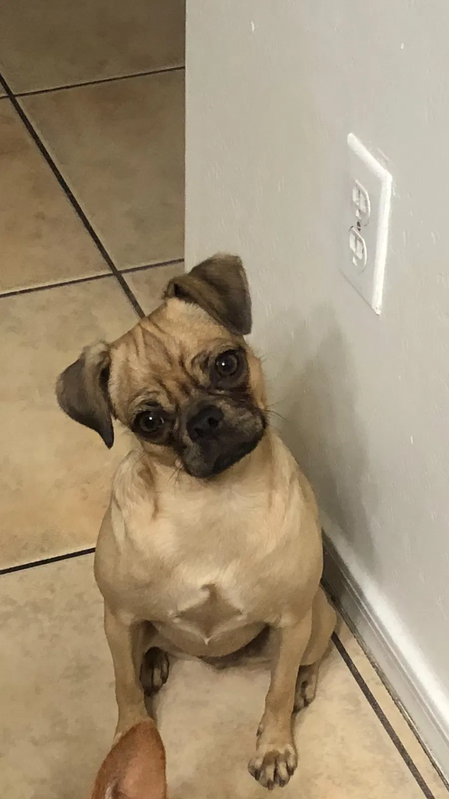 Lost dog in El Mirage, AZ, 85335