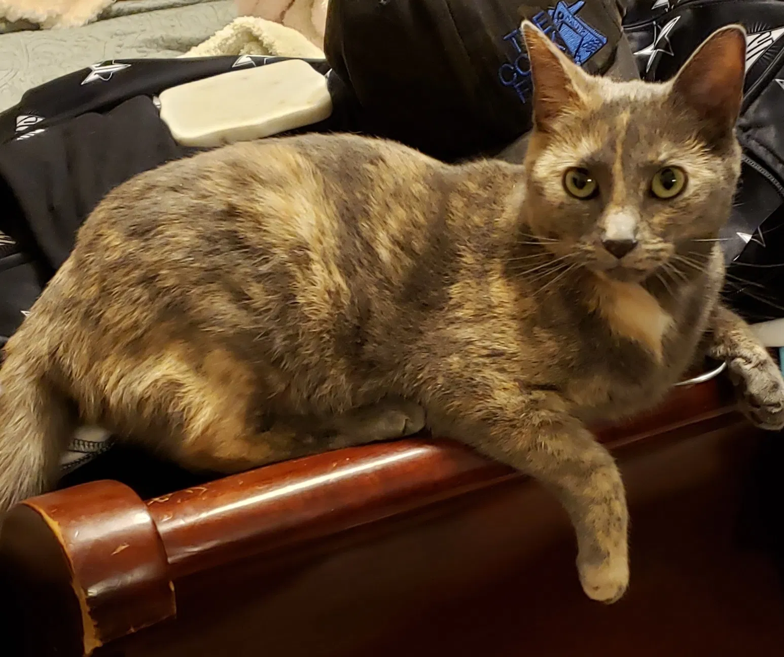 Lost cat in Cincinnati, OH, 45240