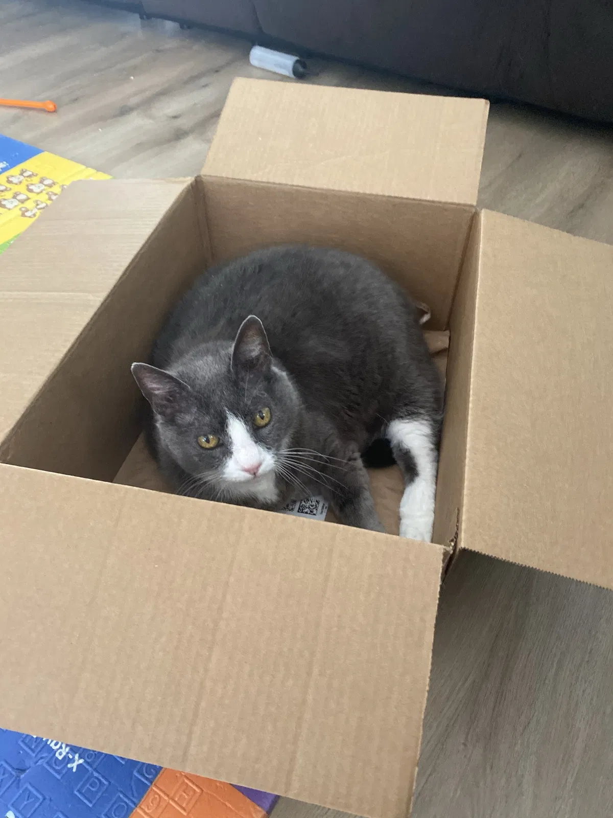 Lost cat in Huntington Beach, CA, 92648