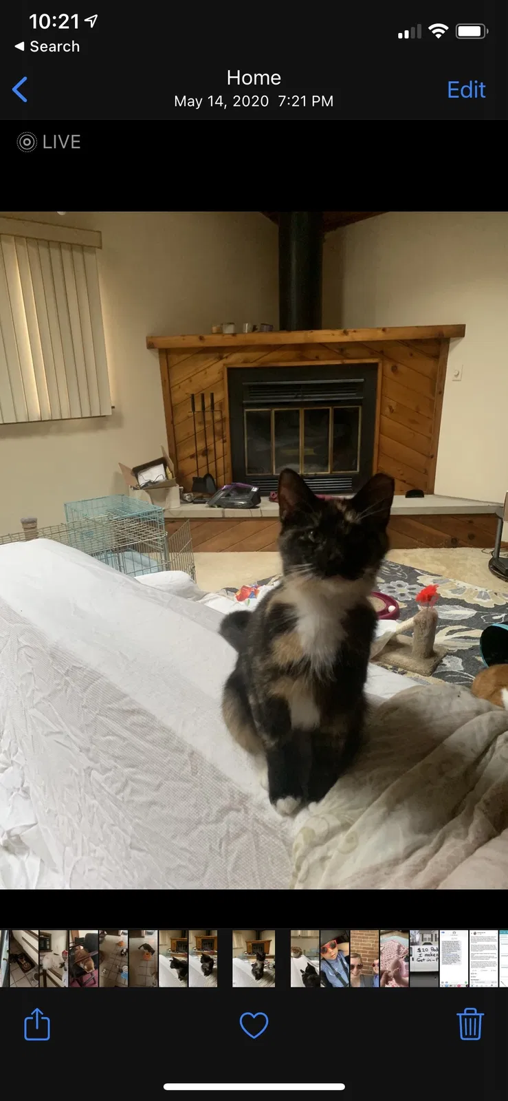 Lost cat in Sewickley, PA, 15143