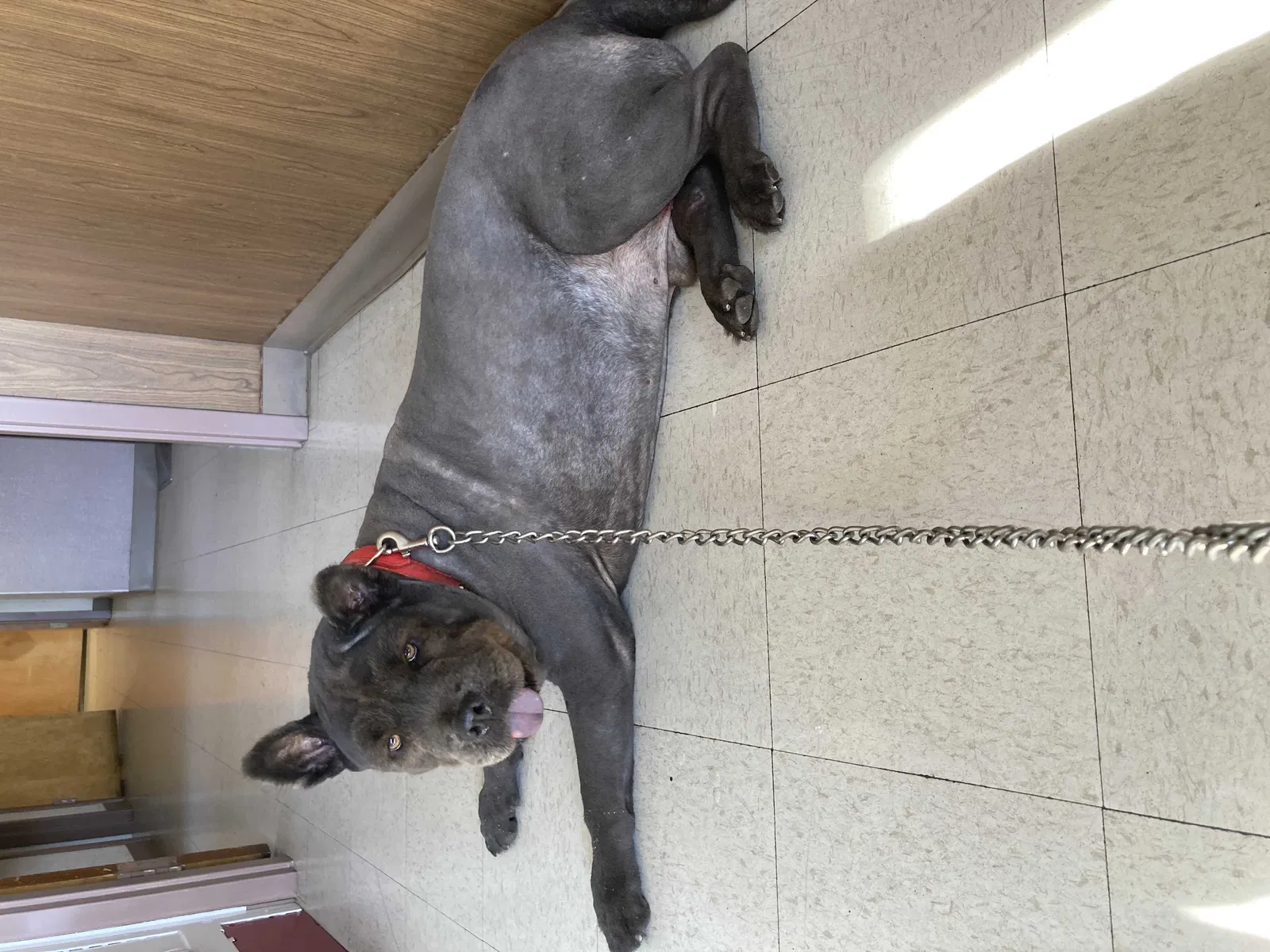 Lost dog in San Lorenzo, CA, 94580