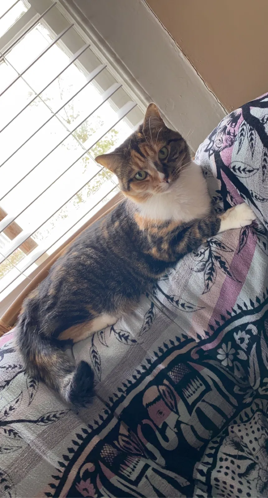 Lost cat in Columbia, SC, 29201
