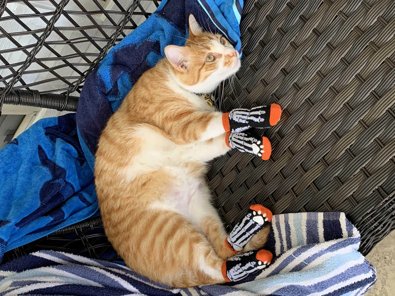 Lost cat in Mansfield, TX, 76063