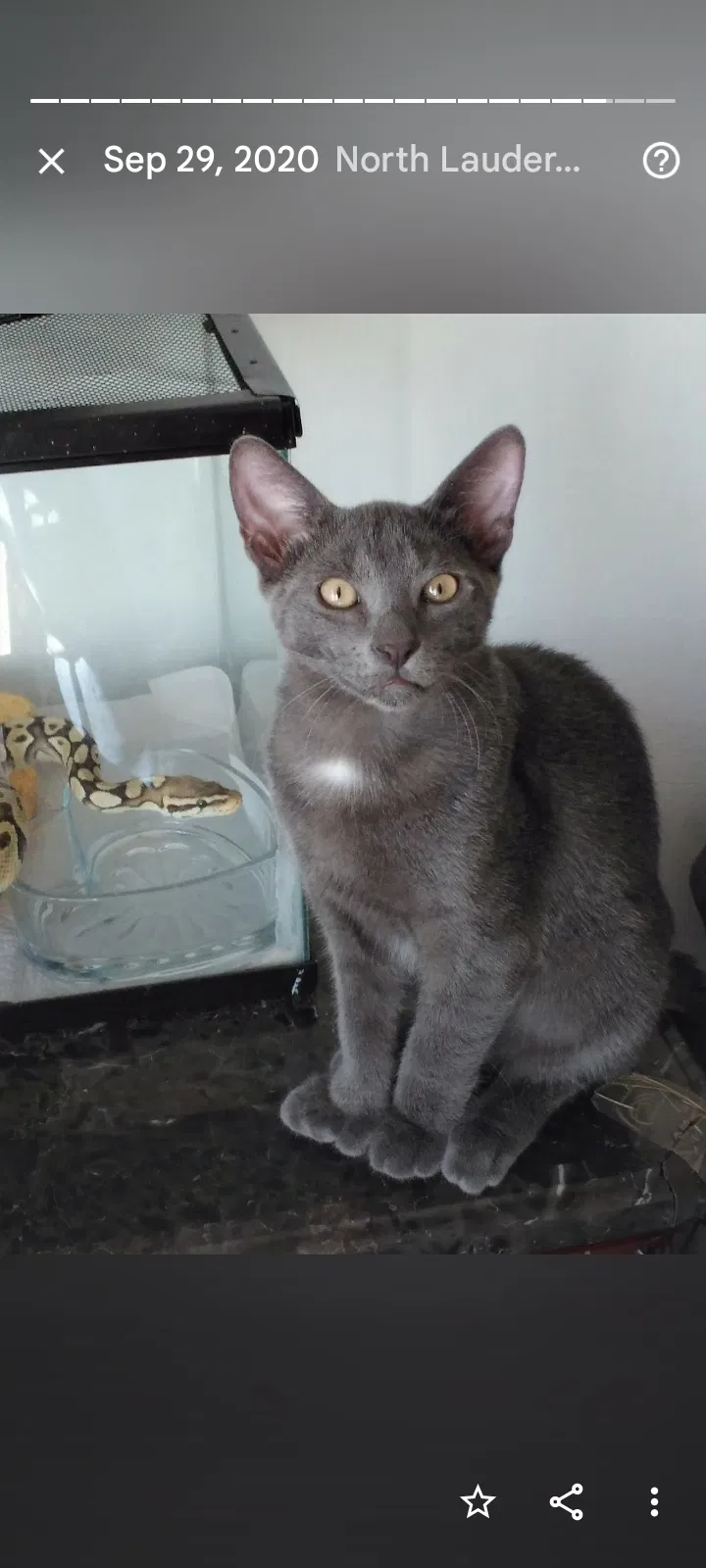 Lost cat in Tampa, FL, 33607