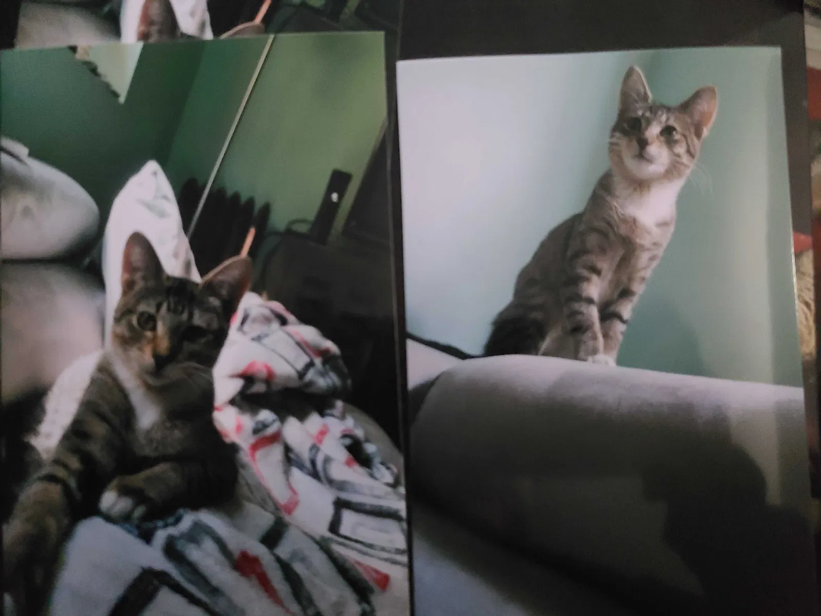 Lost cat in Chicago, IL, 60625