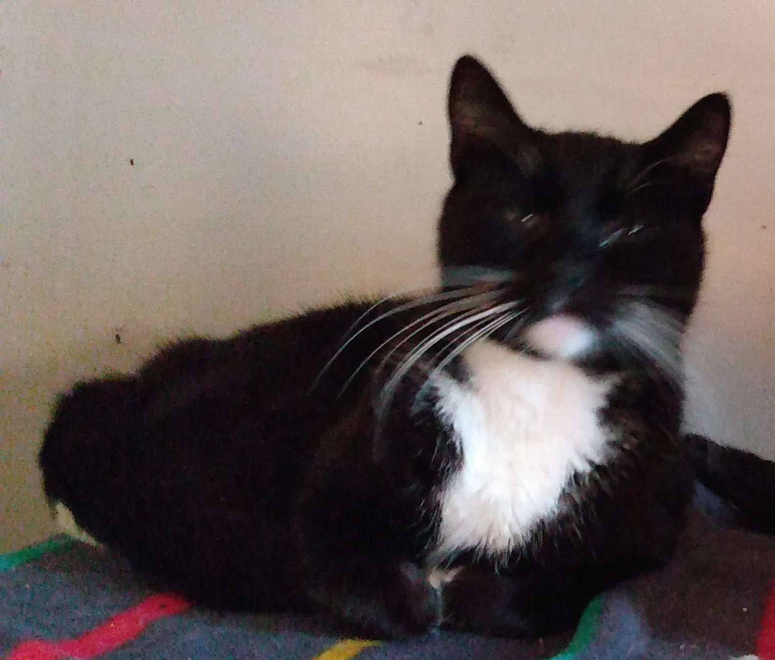 Lost cat in Anaheim, CA, 92802