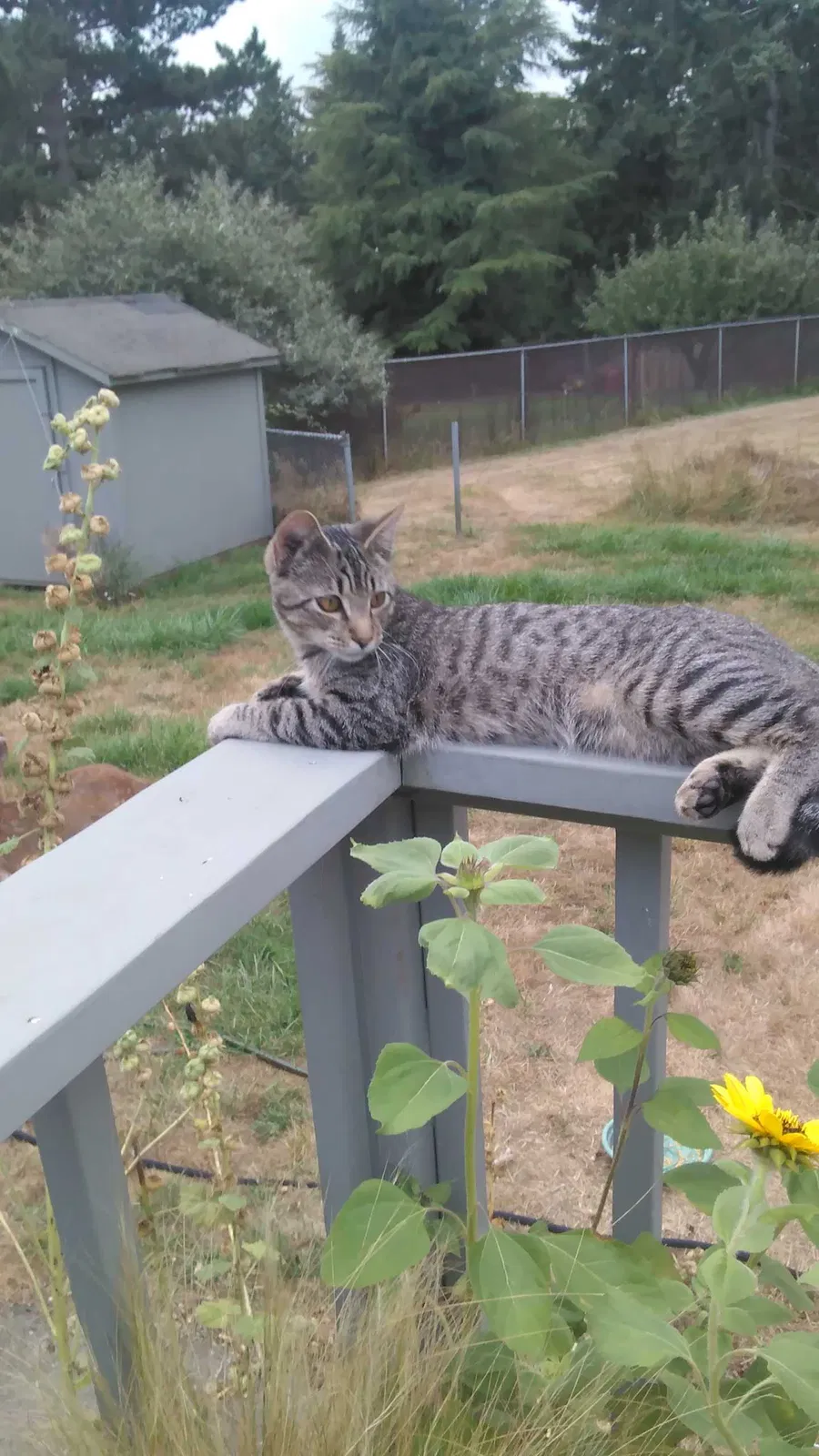 Lost cat in Freeland, WA, 98249