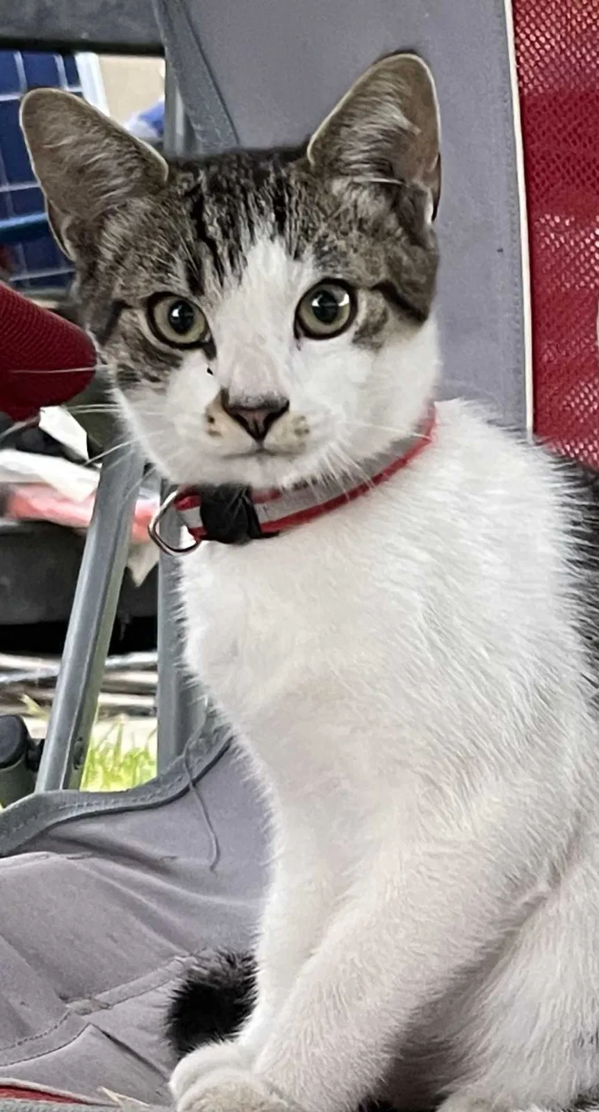 Lost cat in Pico Rivera, CA, 90660