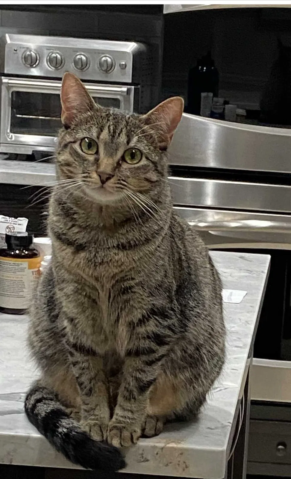 Lost cat in Lake Worth, FL, 33449