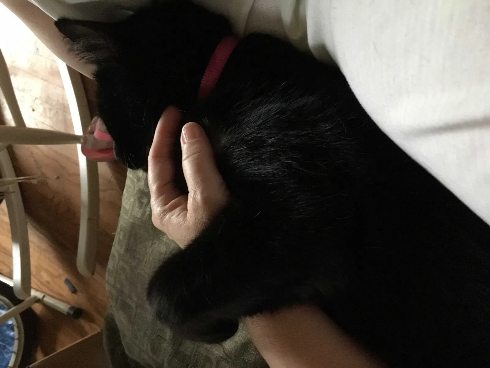 Lost cat in Metairie, LA, 70003