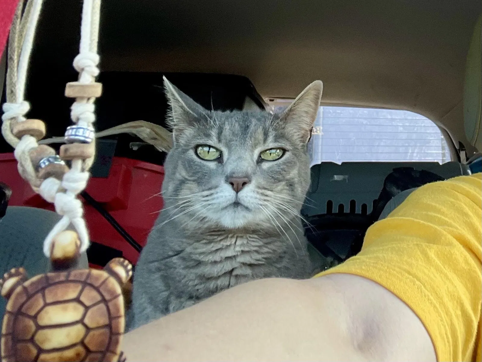 Lost cat in Vega, TX, 79092